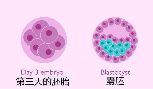21个胚胎只养成3个囊胚咋回事？可能这些原因导致失败
